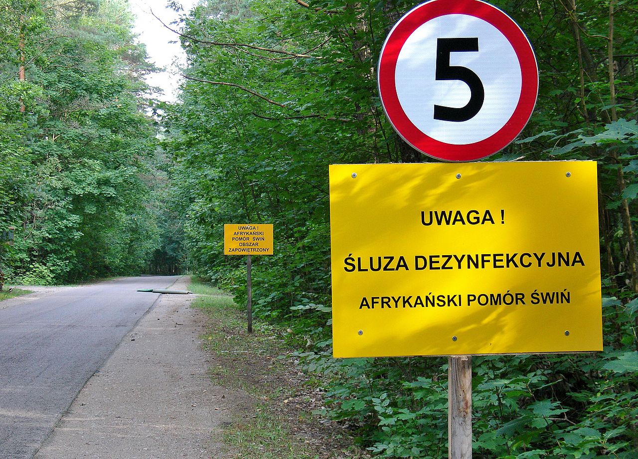 Wojsko będzie szukać martwych dzików na Podkarpaciu - Zdjęcie główne