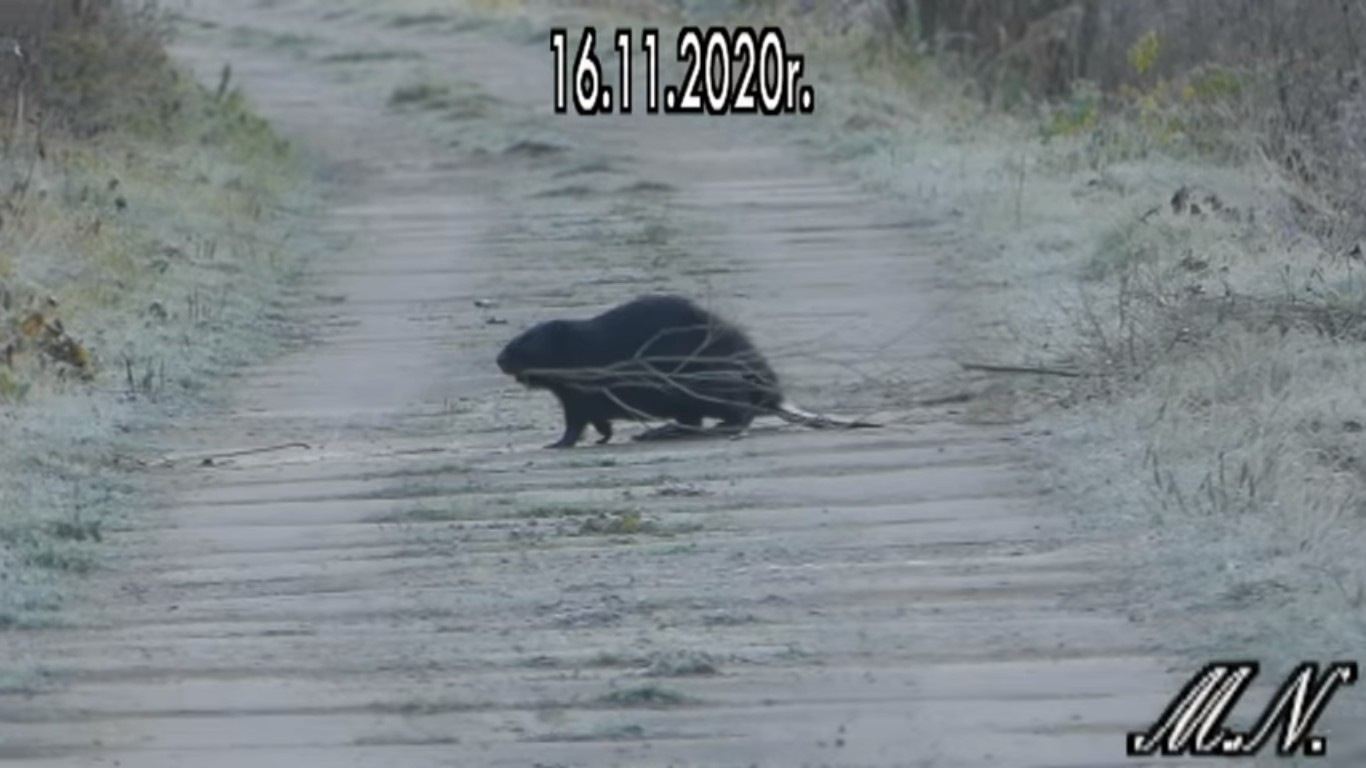 Bóbr przyłapany na budowie tamy [VIDEO] - Zdjęcie główne