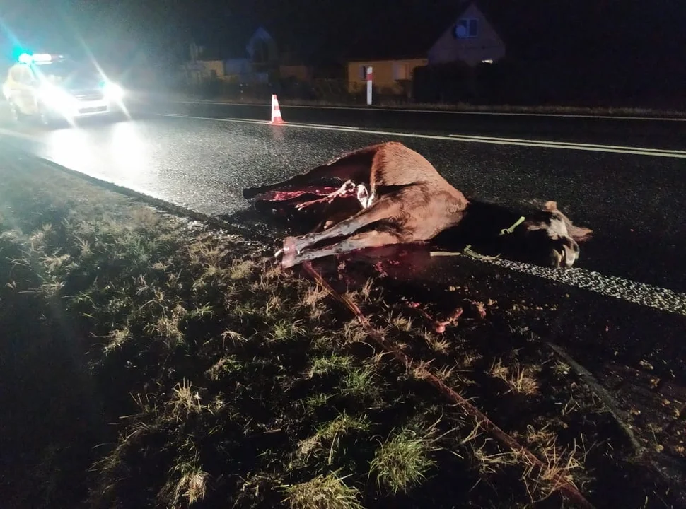 Makabryczny wypadek! Zabite konie na drodze krajowej nr 9 w Hadykówce! [ZDJĘCIA] - Zdjęcie główne