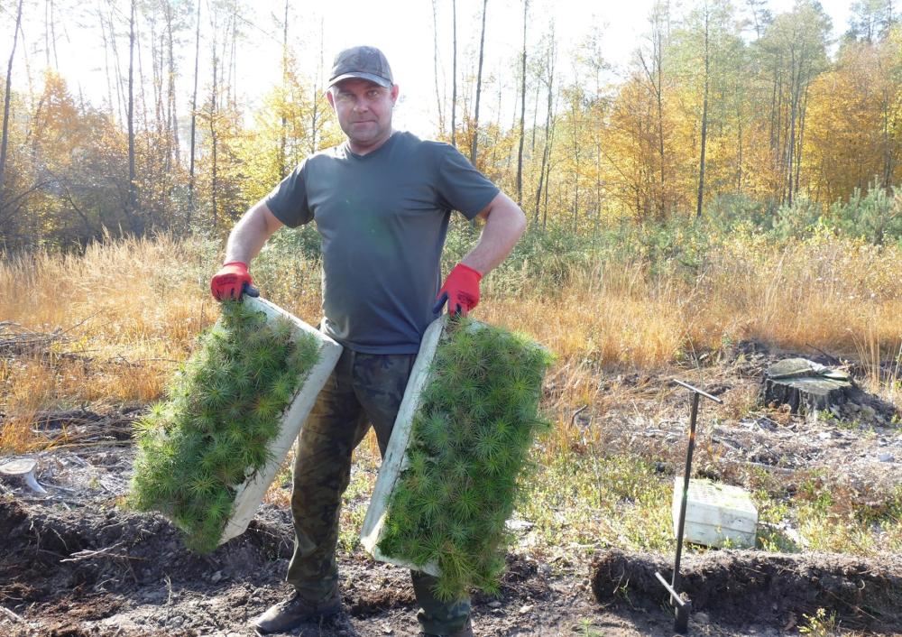 Podkarpaccy leśnicy zasadzą 12,5 mln sadzonek! [FOTO] - Zdjęcie główne