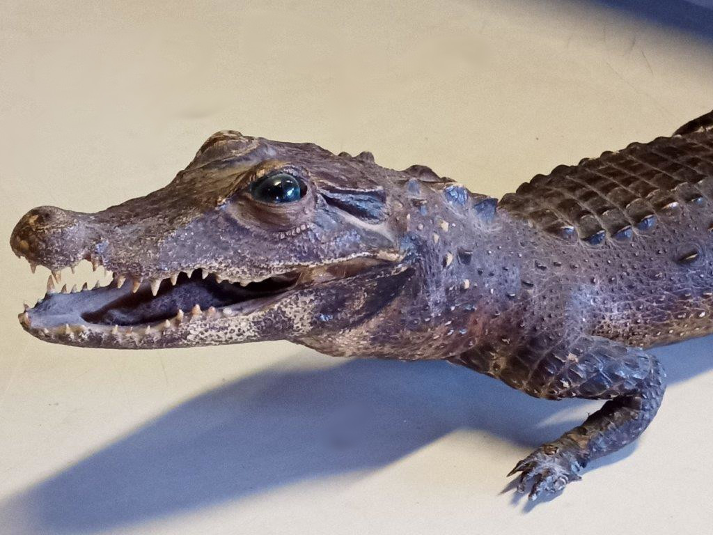 Spreparowany krokodyl