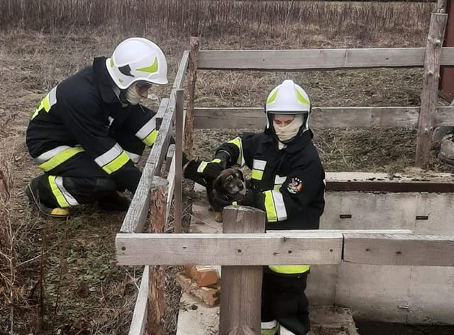 Pies wpadł do studzienki. Na pomoc ruszyli strażacy - Zdjęcie główne