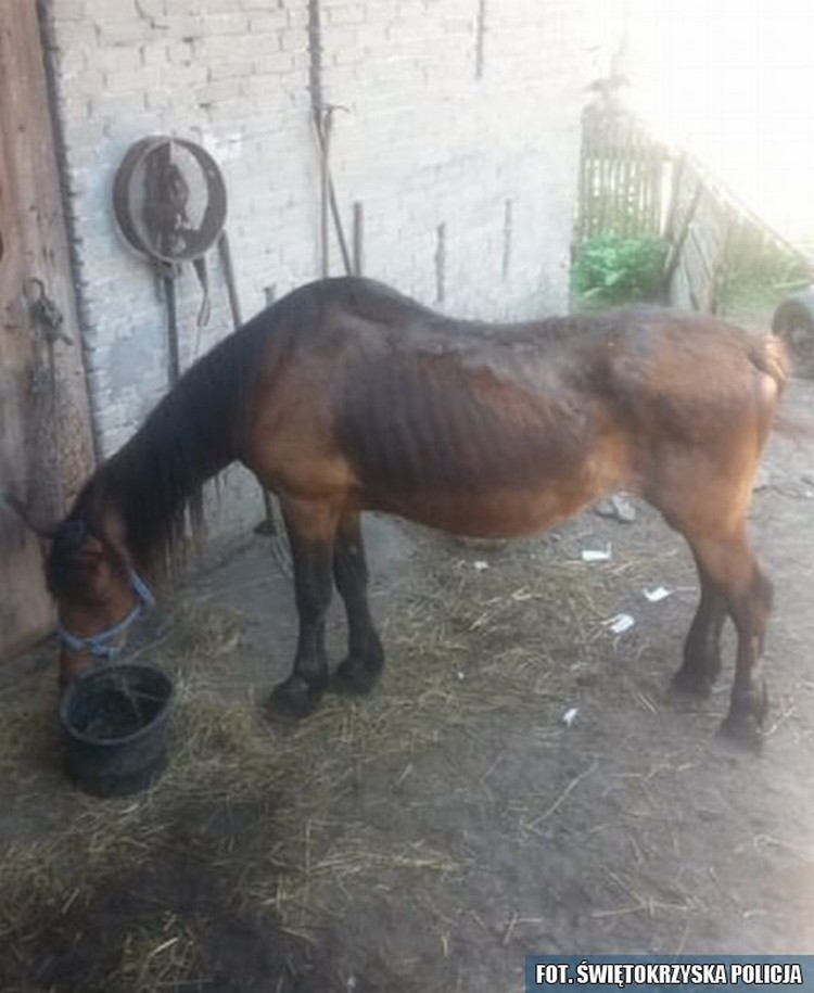 Po jego ciele chodziły insekty - Zdjęcie główne