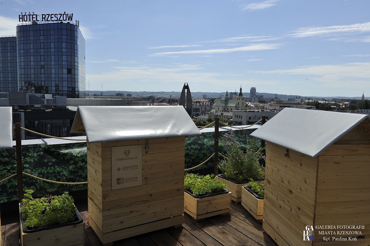 Na dachu rzeszowskiej galerii zamieszkało 5 milionów pszczół [FOTO] - Zdjęcie główne
