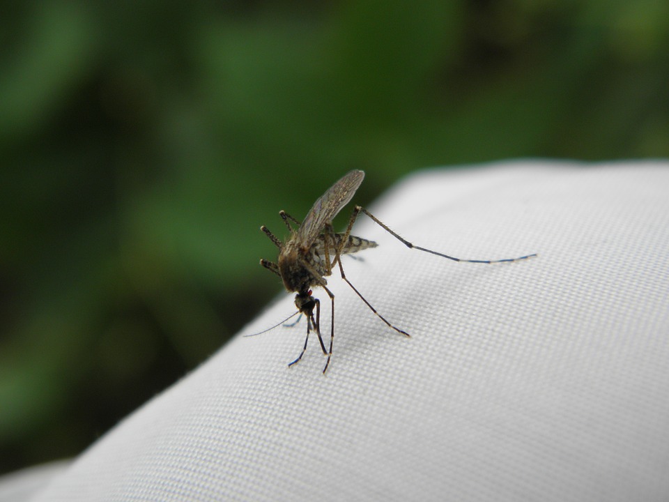 Plaga komarów w Rzeszowie, termin odkomarzania nieznany - Zdjęcie główne