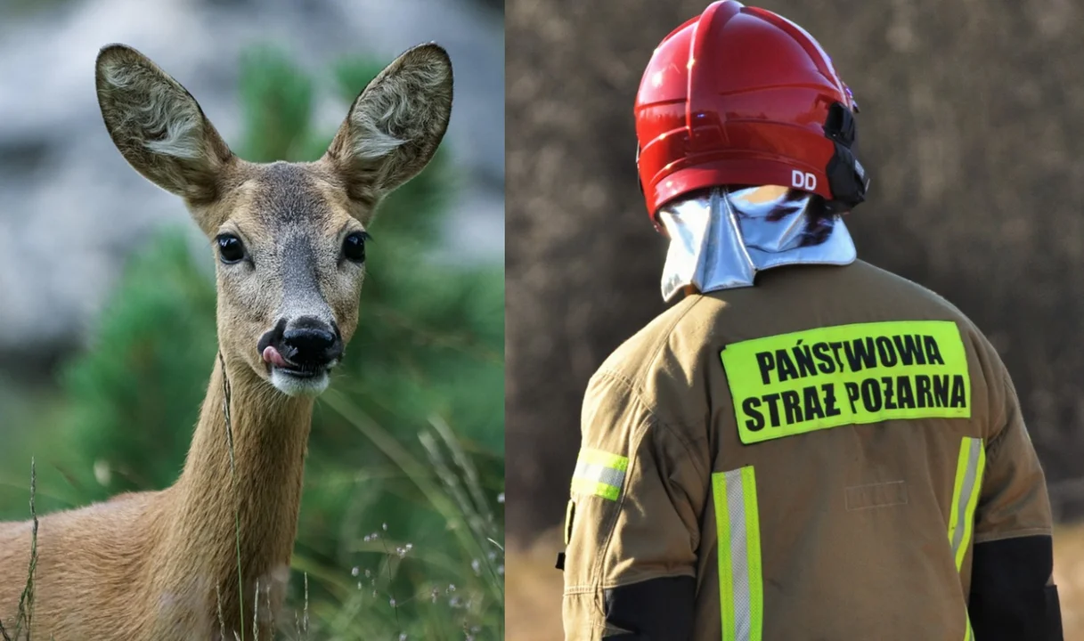 Strażacy ratowali sarnę w Tarnowskiej Woli. Co stało się z dzikim zwierzęciem? - Zdjęcie główne