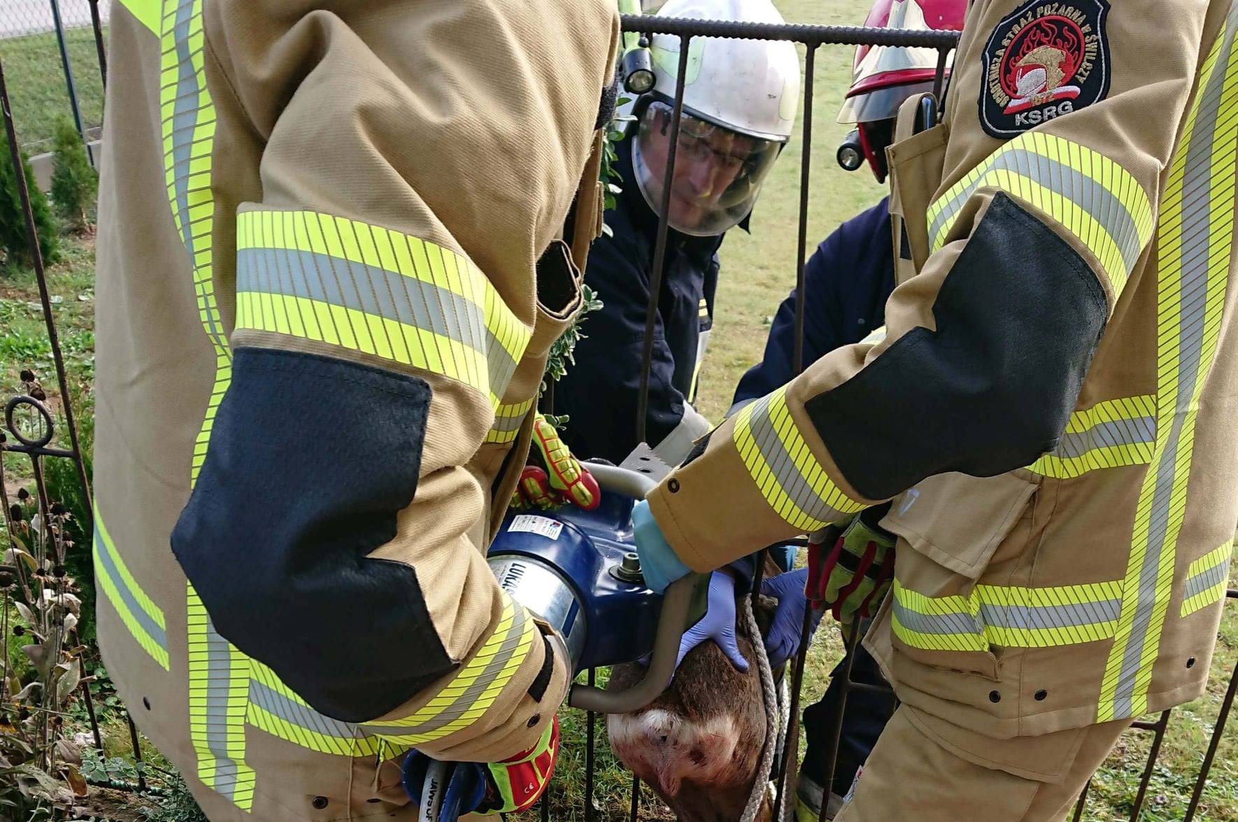 Strażacy ratowali zakrwawioną, ranną sarnę - Zdjęcie główne