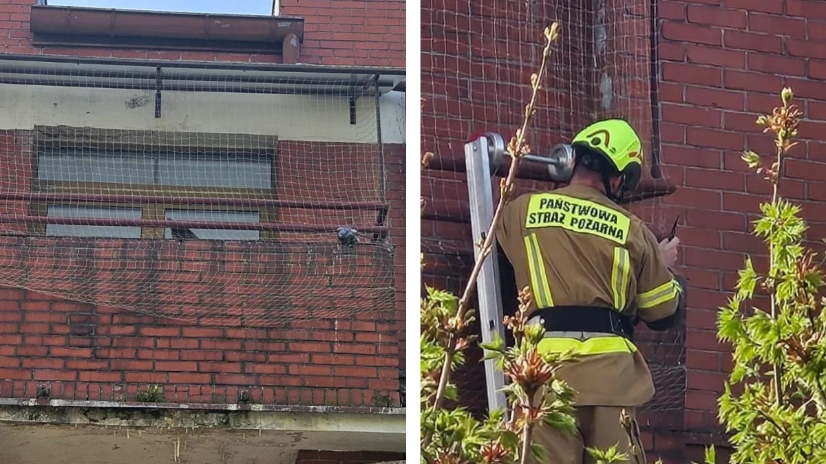 Strażacy ratowali gołębia w centrum miasta - Zdjęcie główne