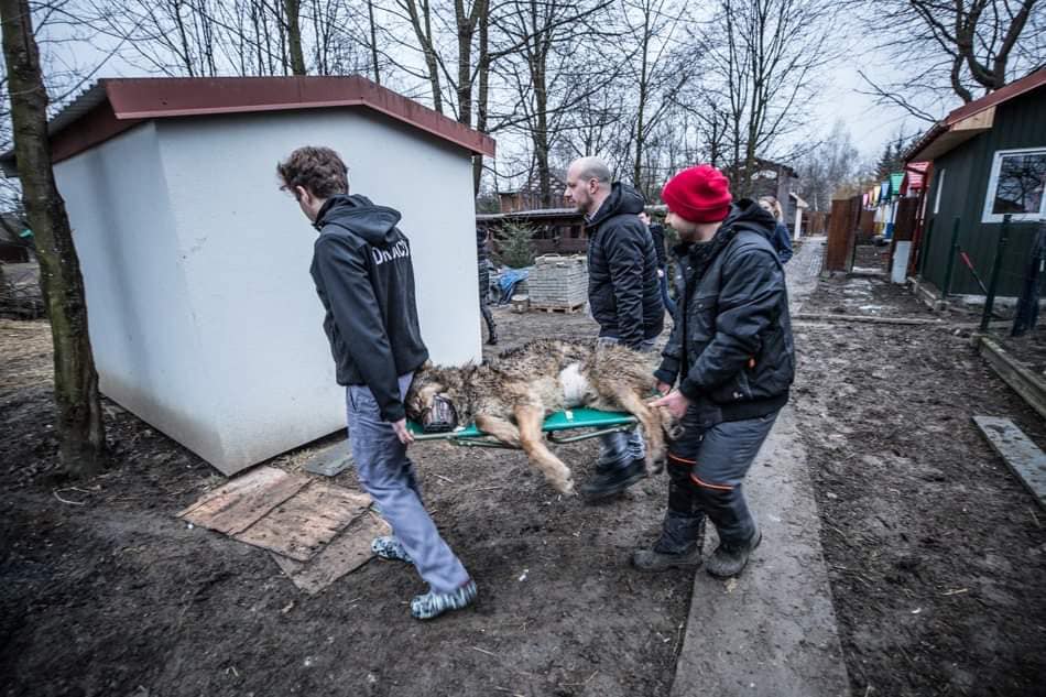 Wilk potrącony przez samochód powoli zdrowieje. Rokowania są ostrożne [WIDEO, ZDJĘCIA] - Zdjęcie główne