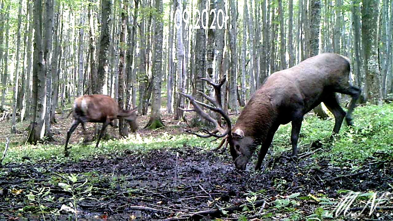 Rykowisko jeleni nagrane przez bieszczadnika! [VIDEO] - Zdjęcie główne
