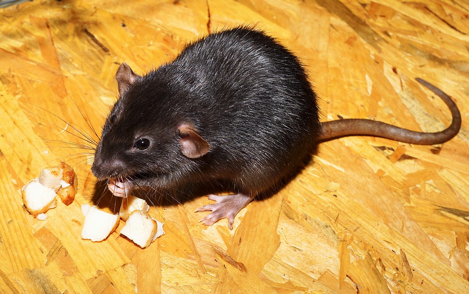 Szczury grasują w domu pomocy. Staruszka dotkliwie pogryziona - Zdjęcie główne