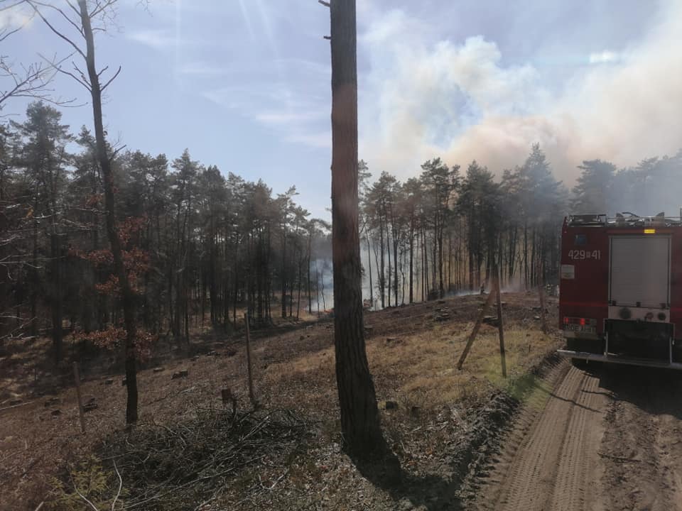 Pożar lasu w Chotowej. Spłonęło ponad 20 hektarów [FOTO] - Zdjęcie główne
