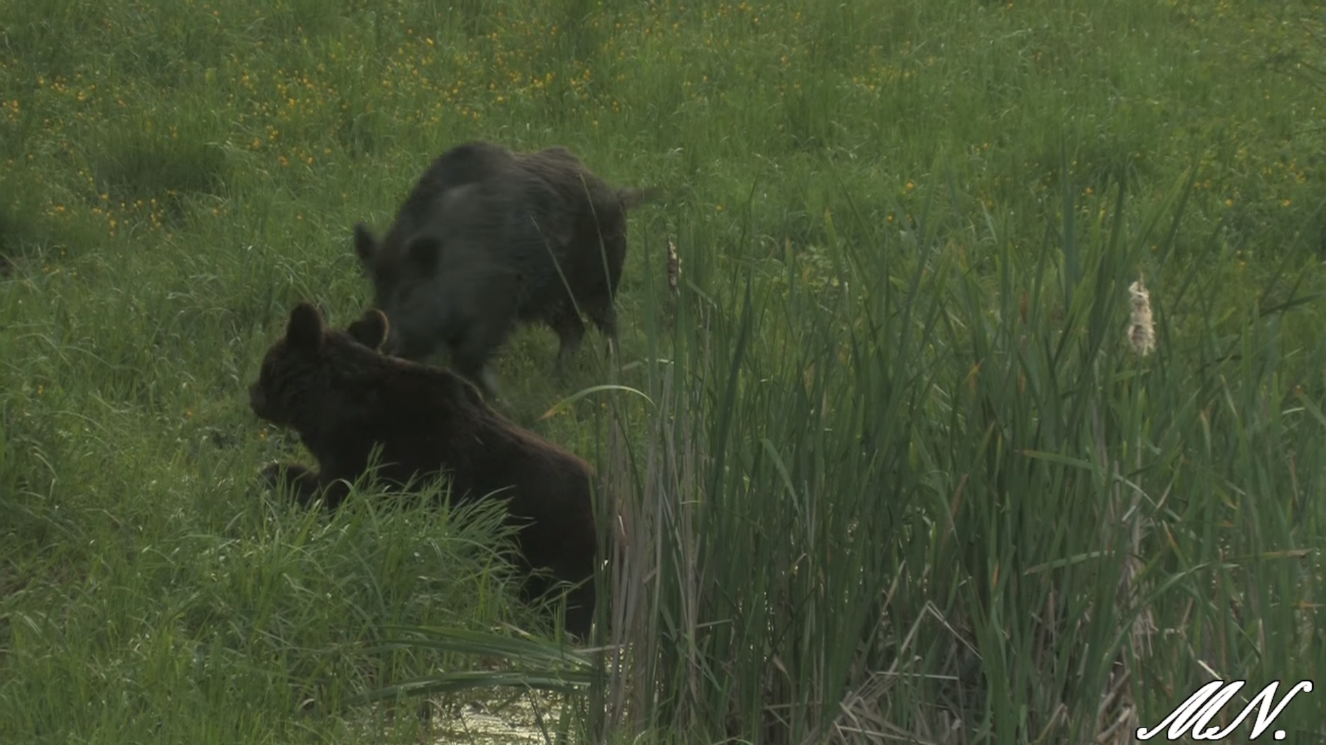Dzik i niedźwiedź spotykają się w Bieszczadach. Nie uwierzysz co się stało [VIDEO] - Zdjęcie główne