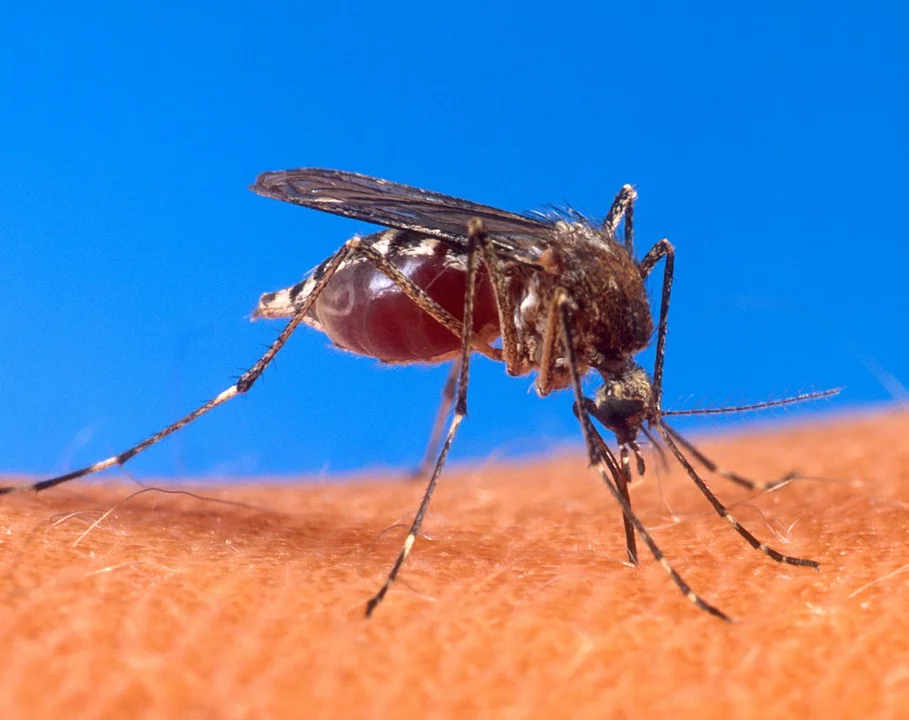 W Tarnobrzegu rozpoczyna się długa i trudna walka z komarami. Sprawdź harmonogram  - Zdjęcie główne