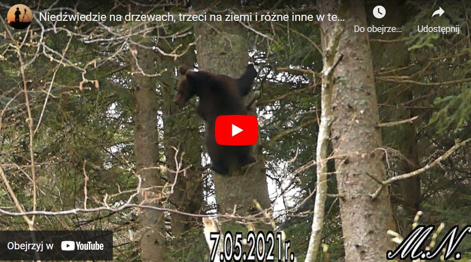 Niedźwiedzie życie w Bieszczadach [ZOBACZ FILM] - Zdjęcie główne