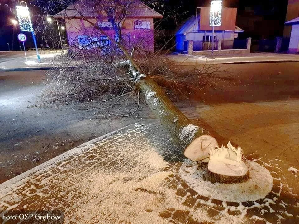 Nocni "drwale" ścinali drzewa w centrum Grębowa, w powiecie tarnobrzeskim. Policja ustaliła i zatrzymała dwoje mężczyzn. Usłyszeli zarzuty - Zdjęcie główne