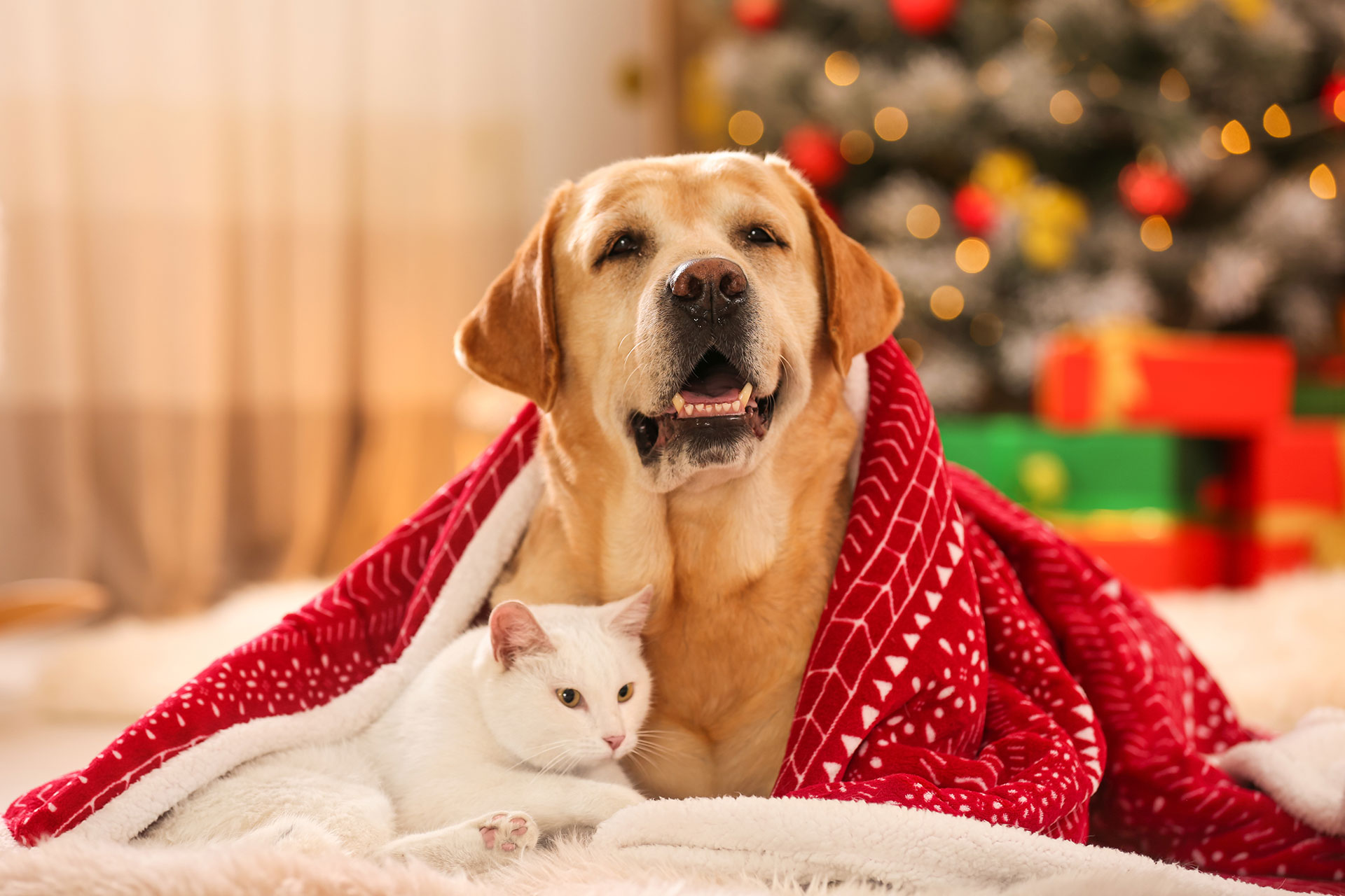 Święta Bożego Narodzenia to trudny czas dla zwierząt domowych - Zdjęcie główne