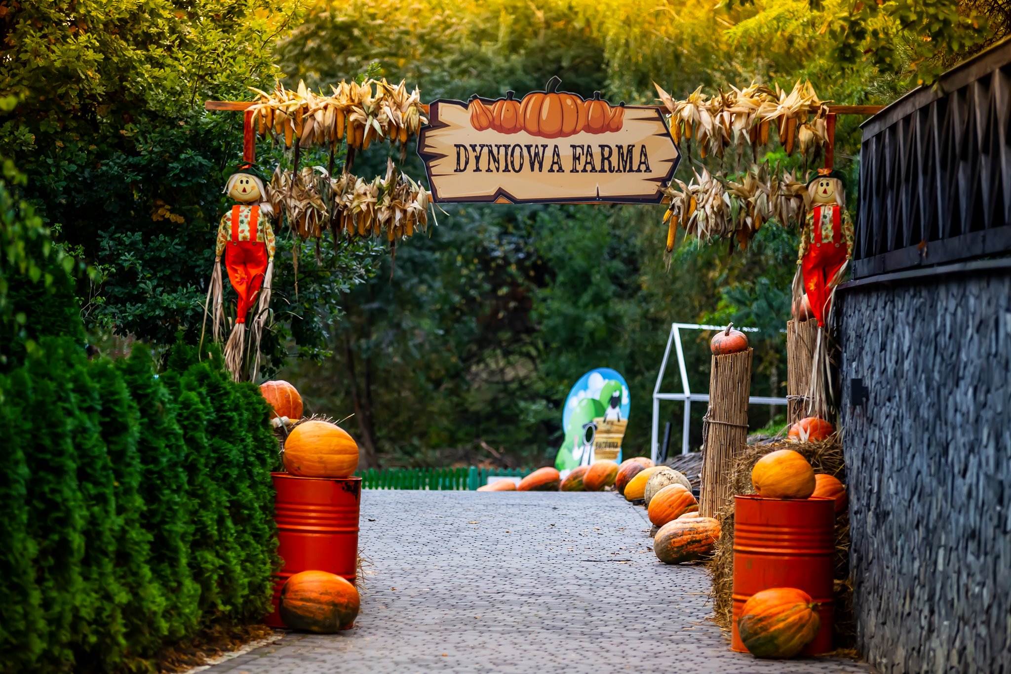 Jedyne takie miejsce w regionie. Farma dyniowa z atrakcjami [ZDJĘCIA] - Zdjęcie główne