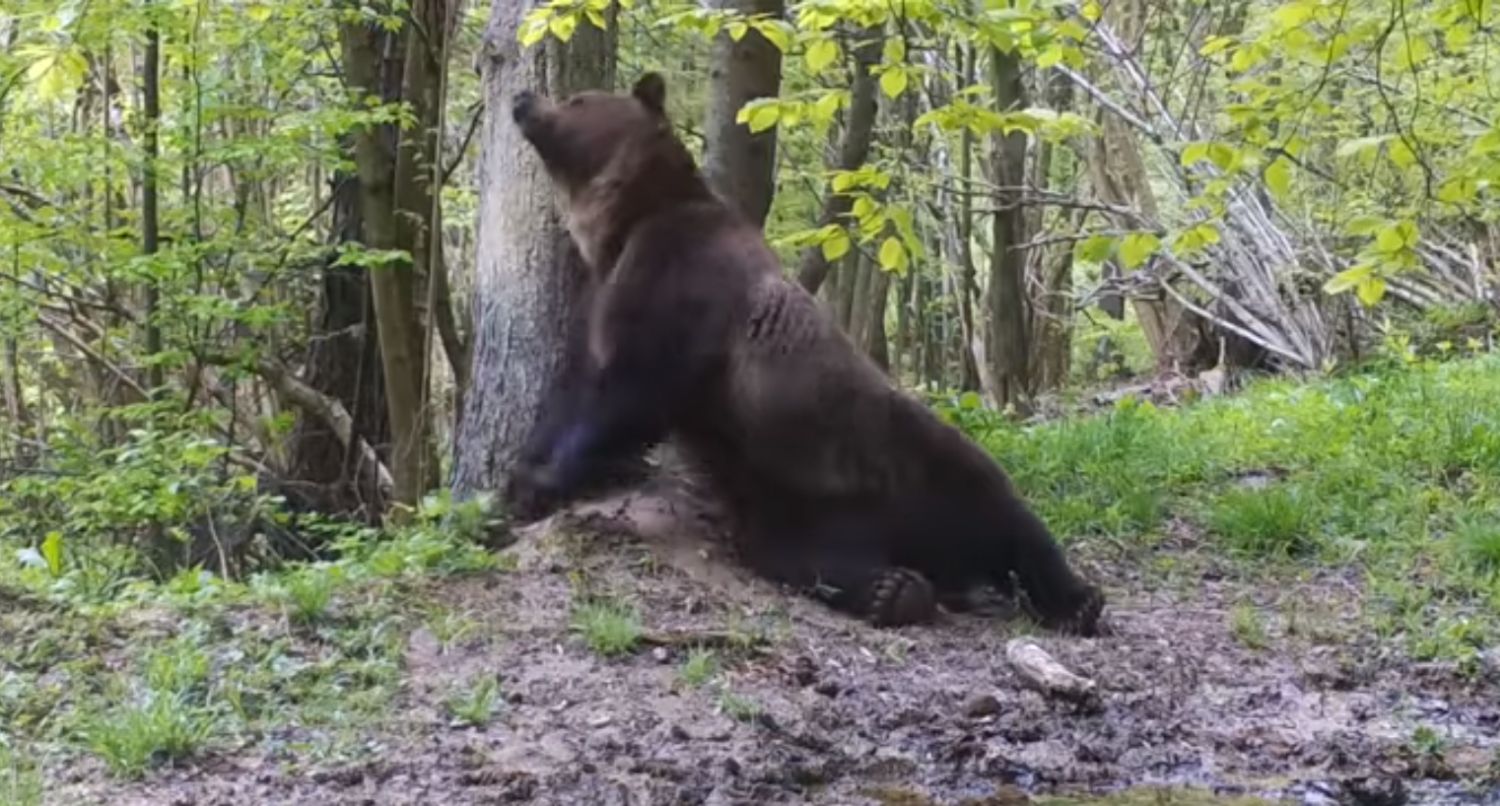 Błotniste SPA niedźwiedzia [WIDEO] - Zdjęcie główne