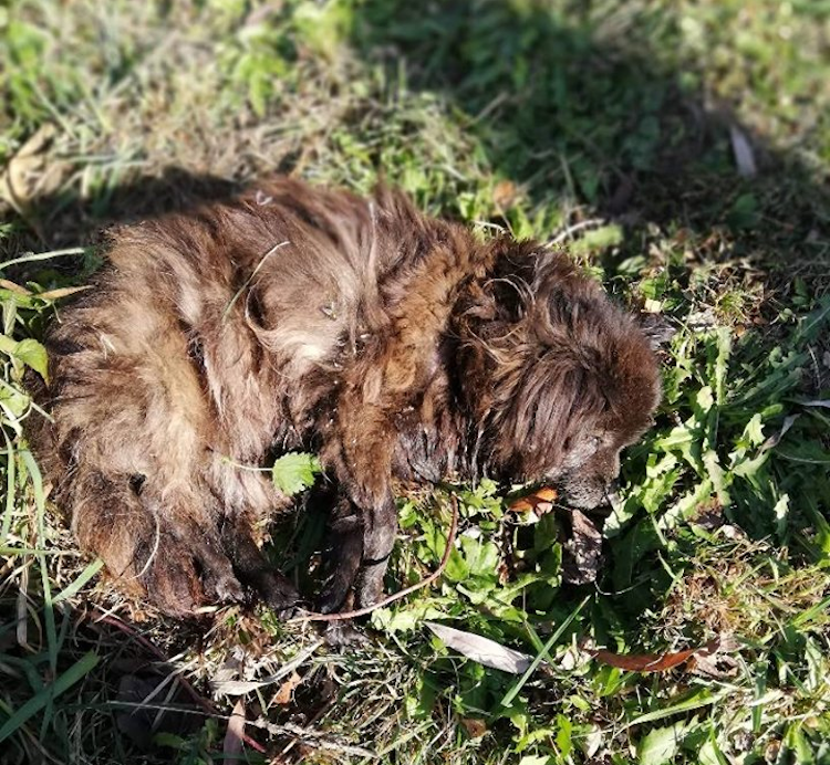 Zwyrodnialec chciał UTOPIĆ PSA [FOTO AKTUALIZACJA] - Zdjęcie główne