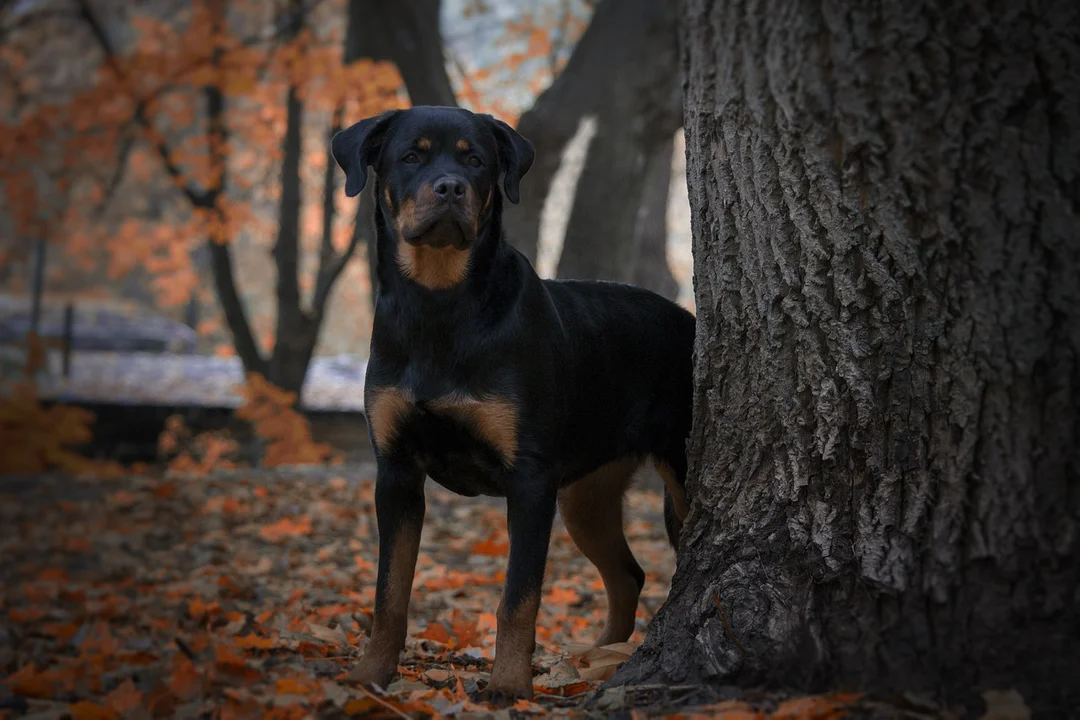 Rottweiler atakował przechodniów w Tarnobrzegu. Pies uciekł z prywatnej posesji - Zdjęcie główne