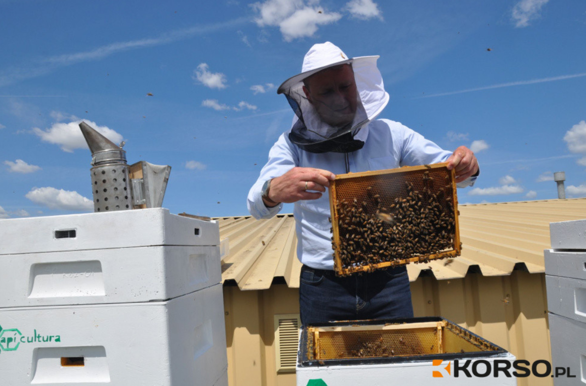 Jak się mają pszczoły mieleckiego domu kultury? - Zdjęcie główne
