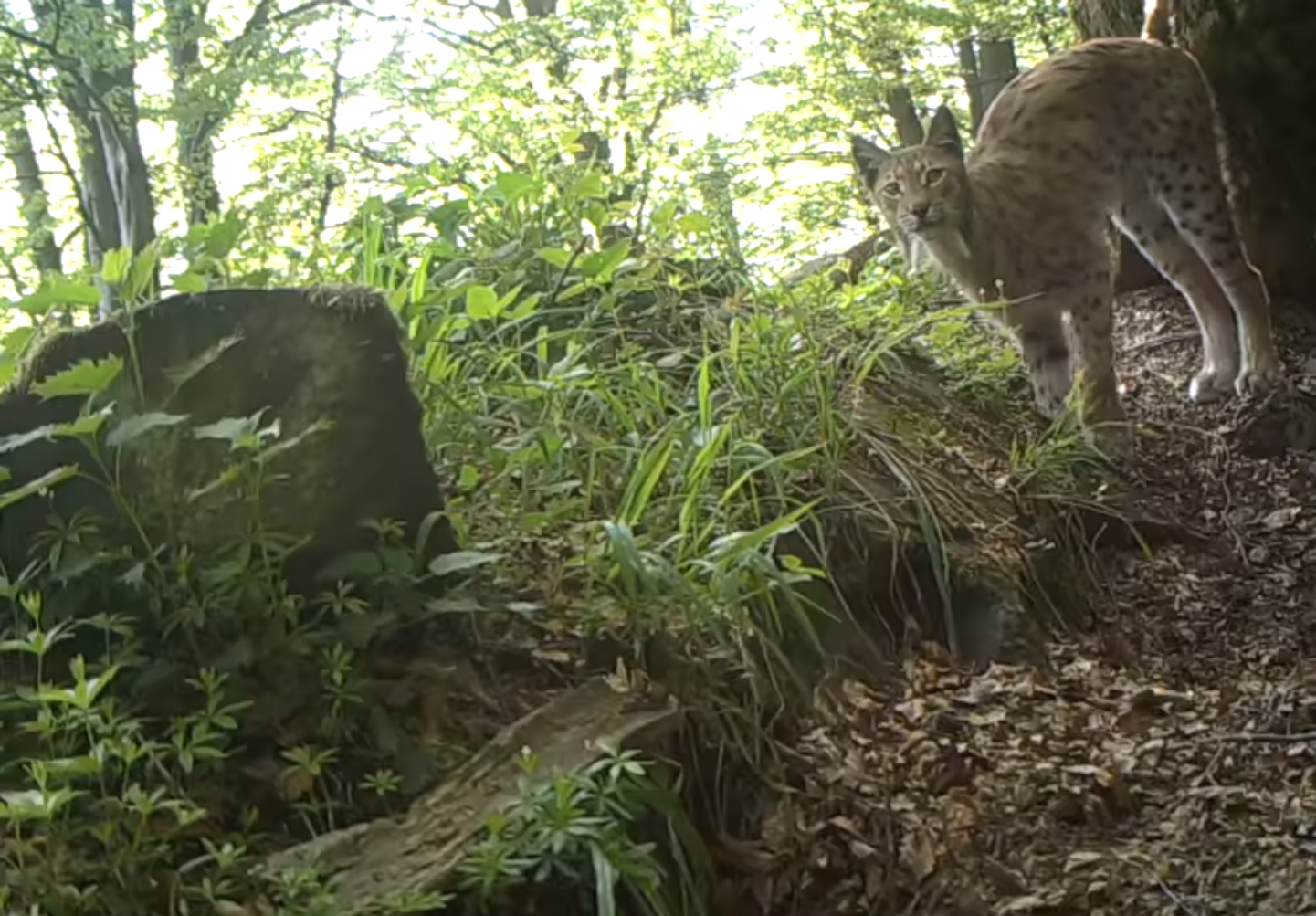 RYŚ nagrany przez leśników w BIESZCZADACH [VIDEO] - Zdjęcie główne
