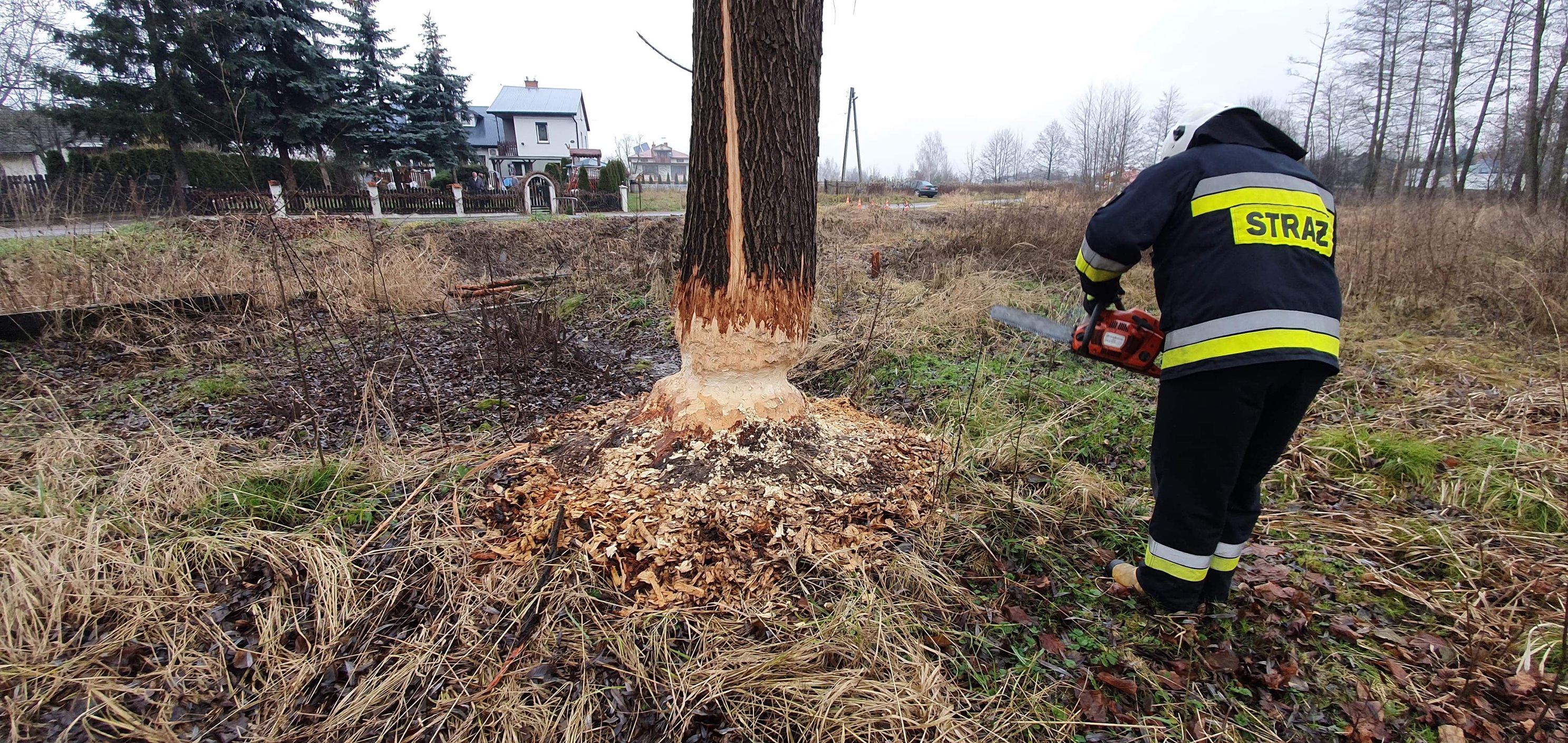 Bobry niszczą drzewa przy drodze! Konieczne interwencje strażaków - Zdjęcie główne