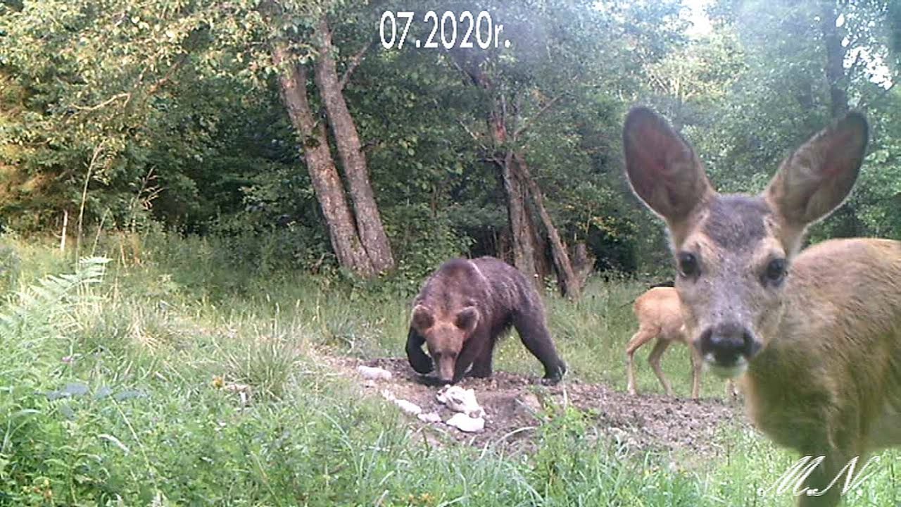 Niedźwiedź i sarny złapane w fotopułapkę leśnika. Zobacz koniecznie! [VIDEO] - Zdjęcie główne