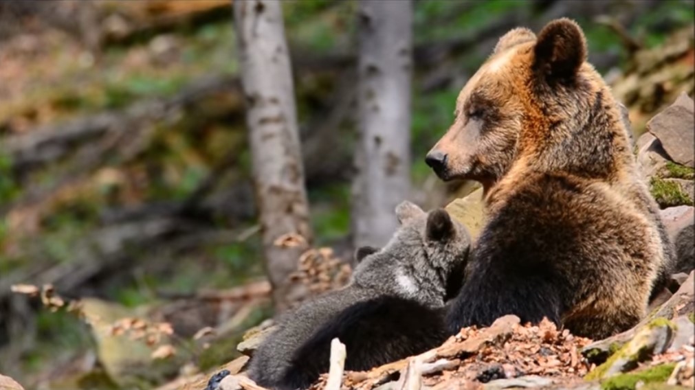 Leśnicy nagrali niezwykłą historię matki niedźwiedzicy w BIESZCZADACH [VIDEO] - Zdjęcie główne