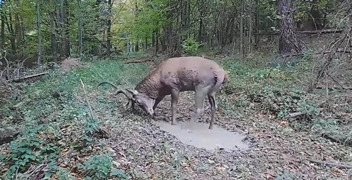 Mnóstwo gości na leśnej ścieżce. Zobaczcie niesamowite nagranie [WIDEO] - Zdjęcie główne