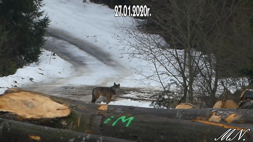 Bieszczadzki YouTuber spotkał WILKA! Odwiedził go w składzie drewna [VIDEO] - Zdjęcie główne