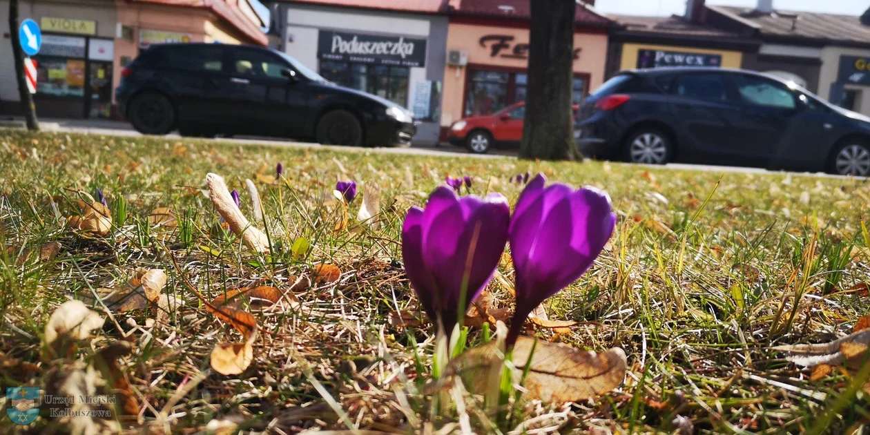 Pogoda Kolbuszowa. Termometry w naszym regionie pokażą nawet 18 stopni Celsjusza - Zdjęcie główne