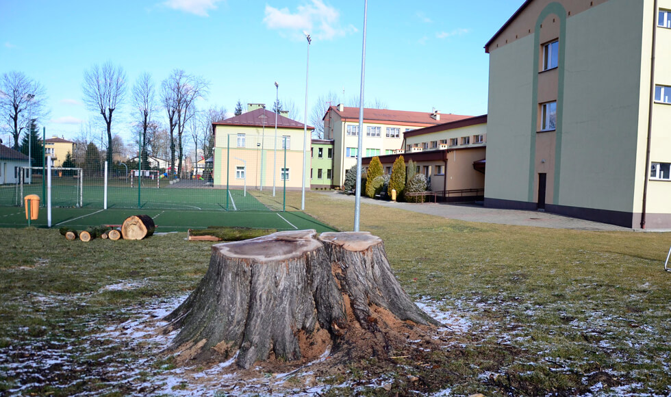 Kolbuszowa. Ścięte drzewo z cegłą w środku - Zdjęcie główne