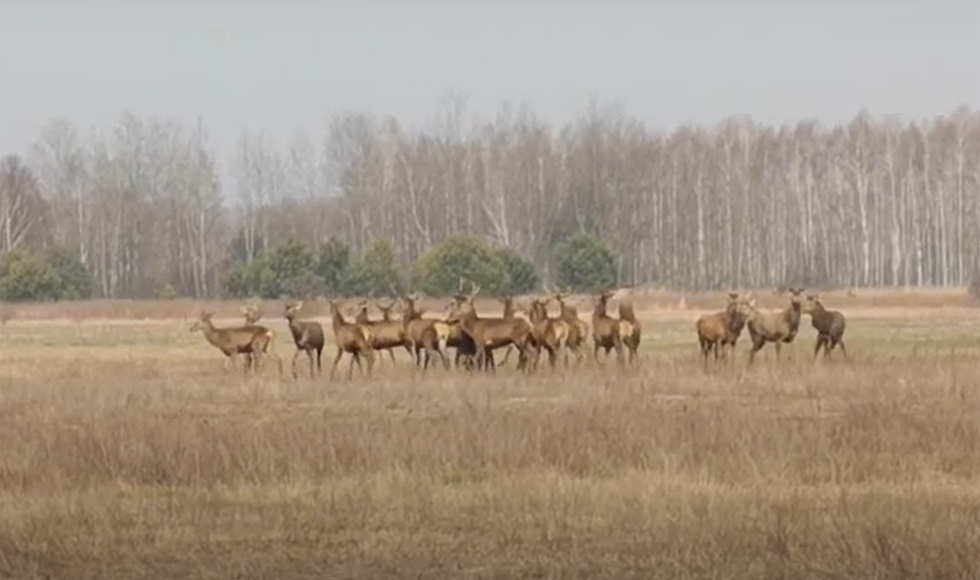 Stado jeleni nagrane w Niwiskach [VIDEO] - Zdjęcie główne