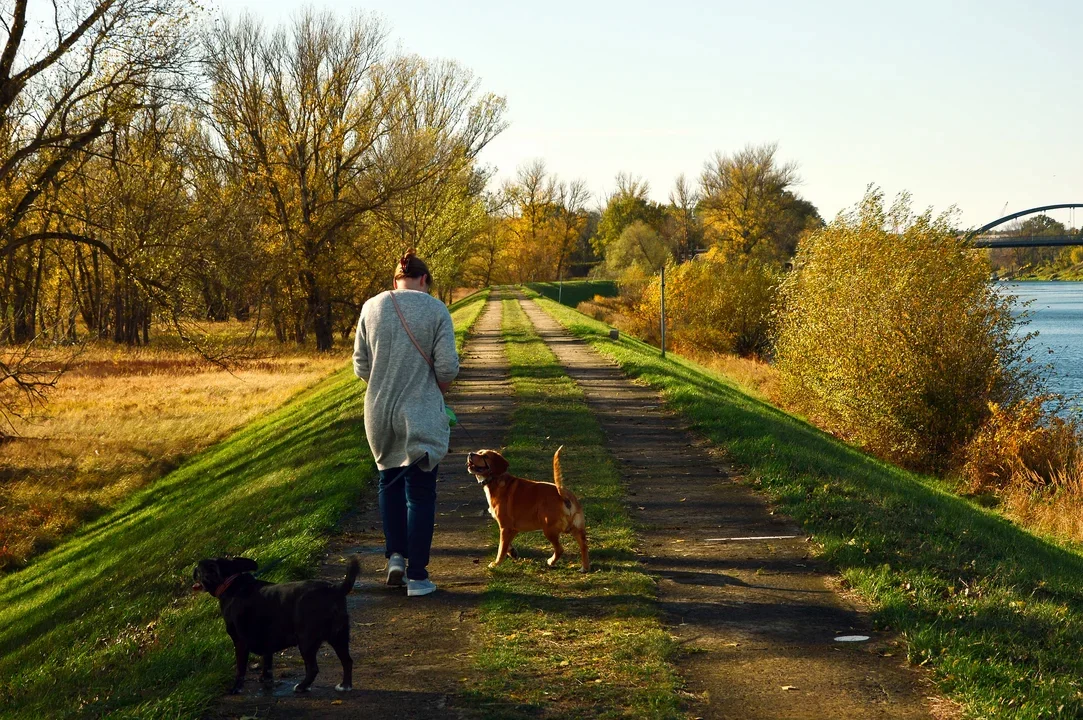 Adopcję psa to nie tylko odpowiedzialna decyzja, ale comiesięczny, dodatkowy wydatek. Ile kosztuje utrzymanie czworonoga?  - Zdjęcie główne