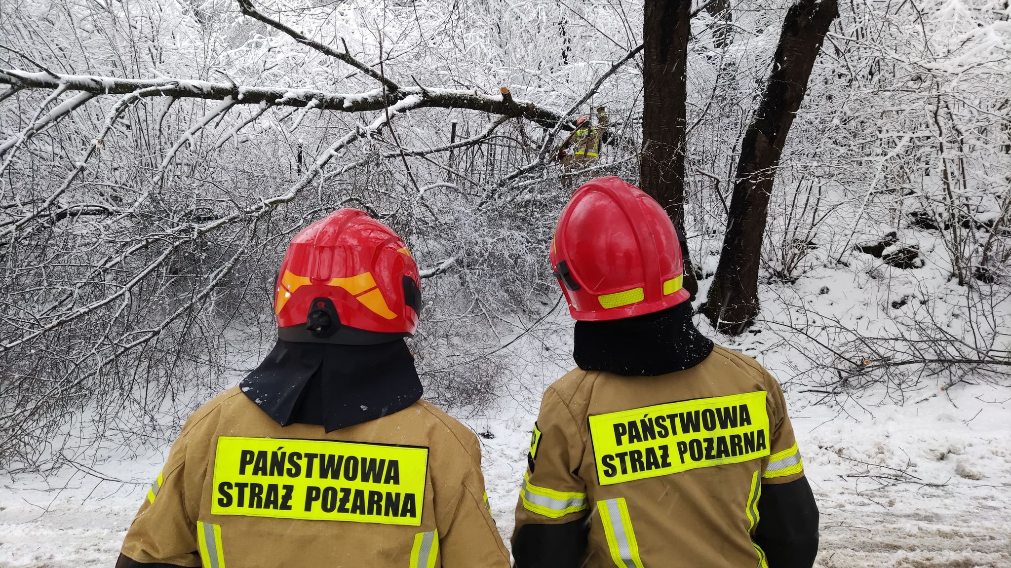 Powalone drzewa na drogach. Interwencje straży - Zdjęcie główne