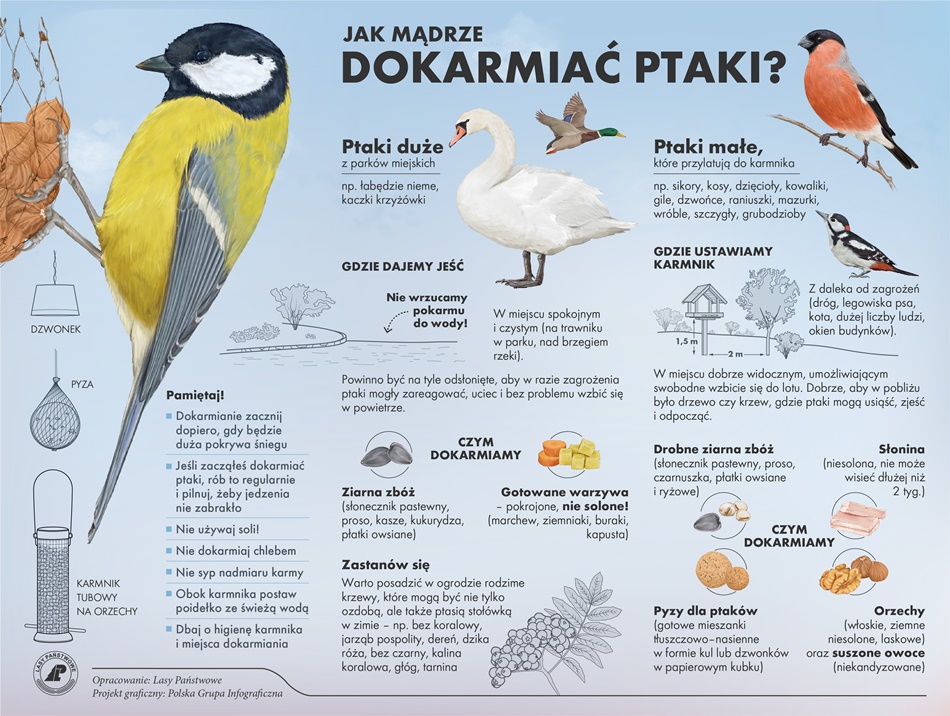 Jam mądrze dokarmiać ptaki?