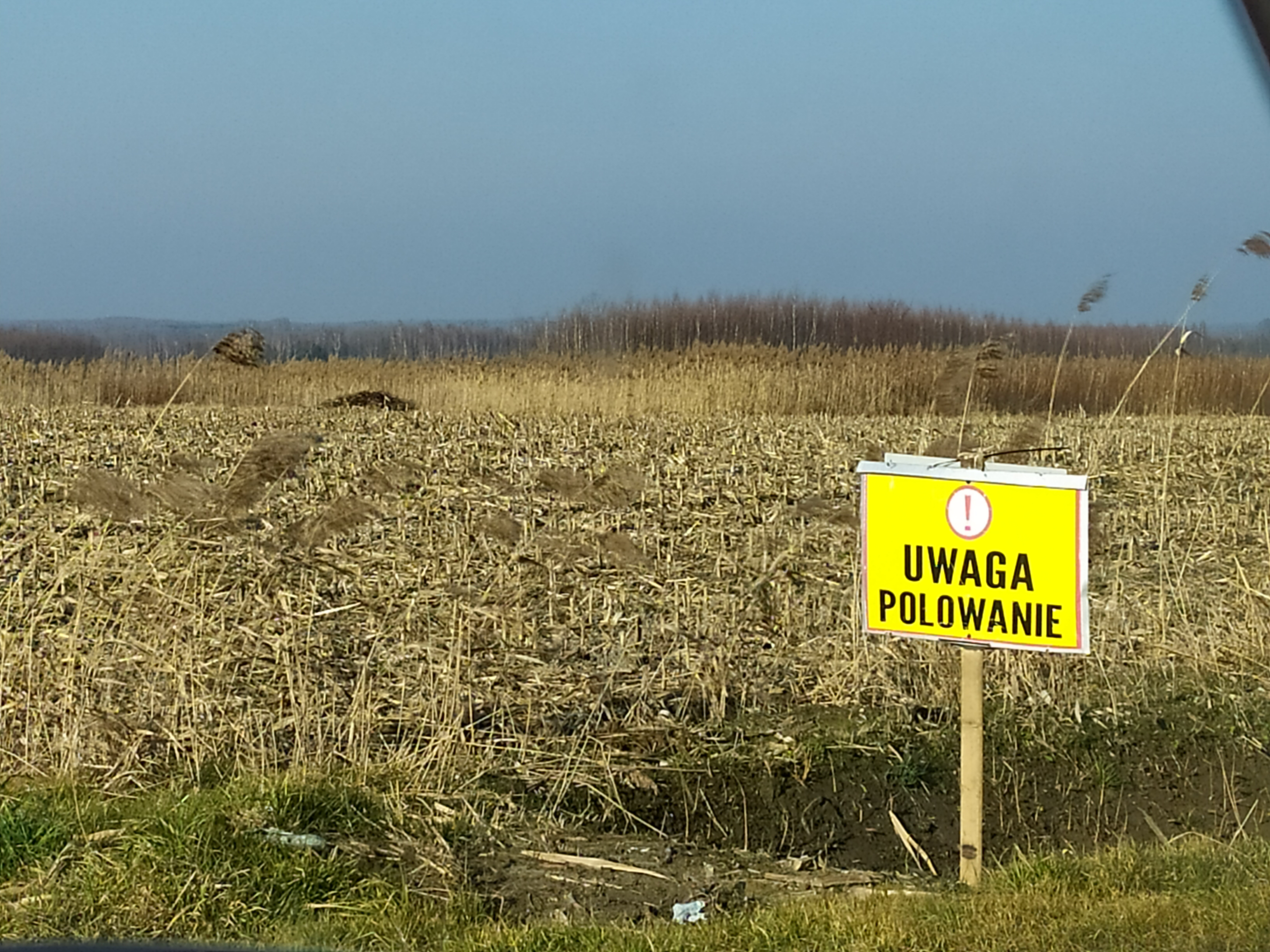 UWAGA. Dziś polowanie na zwierzęta w powiecie kolbuszowskim - Zdjęcie główne