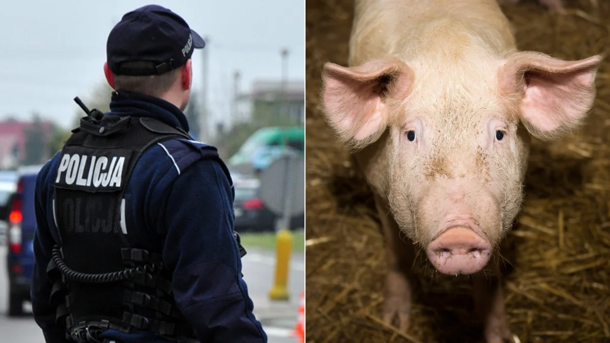 Świnia biegała po drodze wojewódzkiej w Świerczowie. Policjanci ukarali właściciela mandatem - Zdjęcie główne