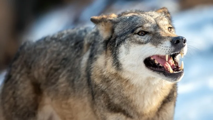 Regionalna Dyrekcja Ochrony Środowiska o ataku wilka na człowieka w powiecie kolbuszowskim - Zdjęcie główne