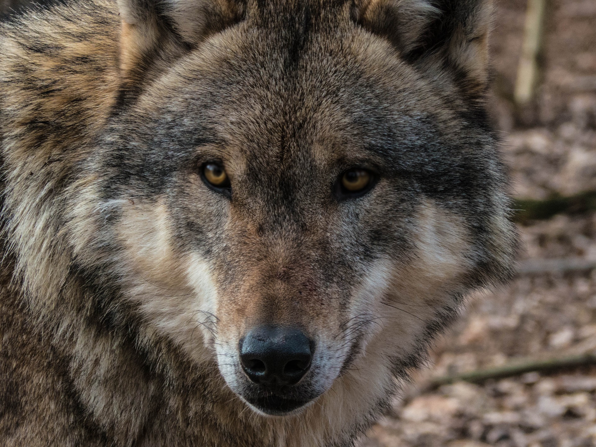 Podkarpacie. Wilk zginął pod kołami samochodu  - Zdjęcie główne