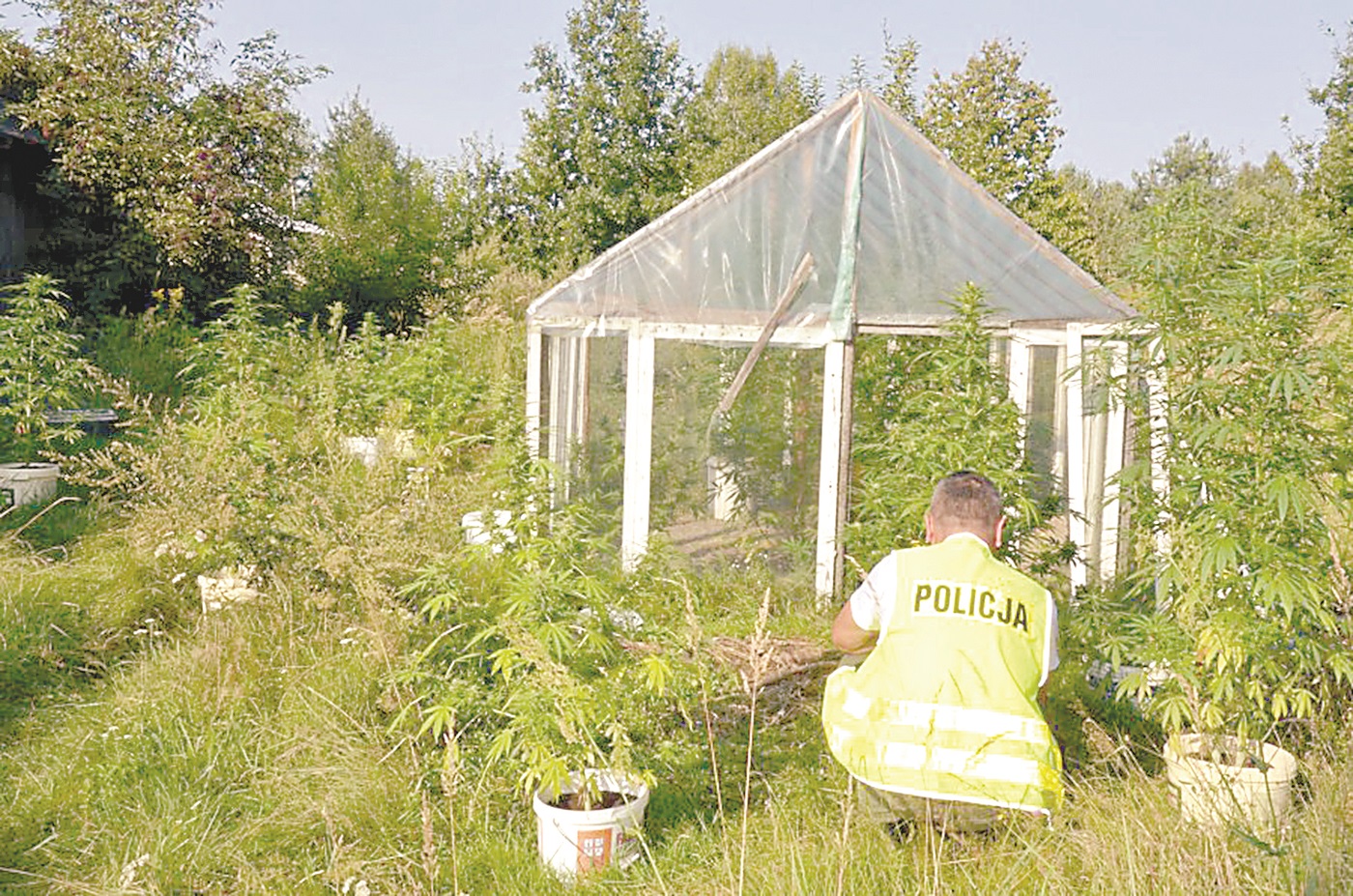 Województwo podkarpackie. Plantacja marihuany w domu mieszkańca gminy Sokołów Małopolski, odkryta przez policję - Zdjęcie główne