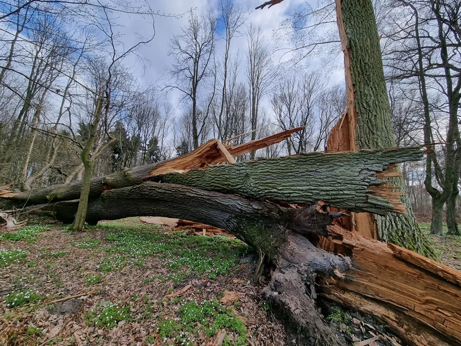 Wichura powaliła olbrzymie drzewa w parku Błotnickich w Dzikowcu. Niektórzy obawiają się spacerować [ZDJĘCIA] - Zdjęcie główne