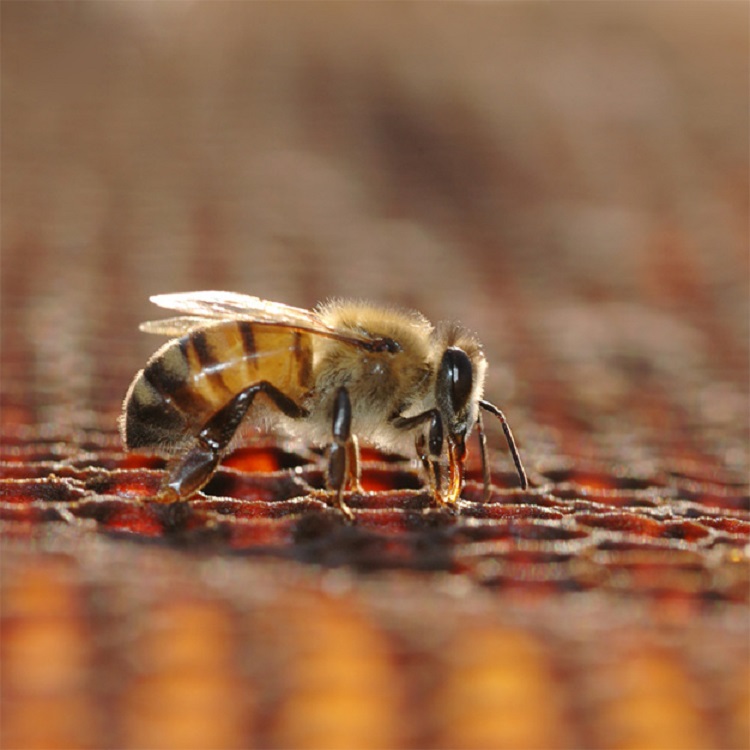 Wielki Dzień Pszczół - Skansen w Kolbuszowej 8 sierpnia - Zdjęcie główne
