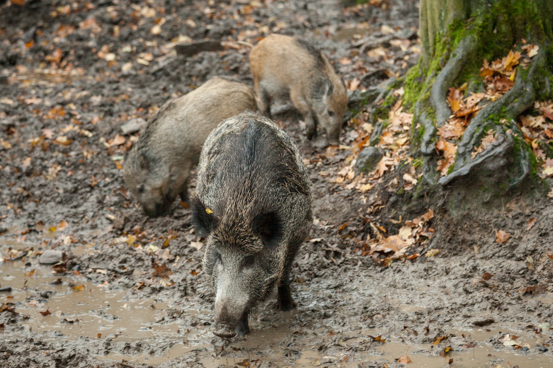 W całej Polsce ma zostać zabitych kilkaset tysięcy dzików na rzecz walki z afrykańskim pomorem świń - Zdjęcie główne