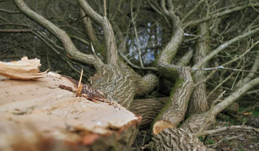 Prokuratura o śmiertelnym wypadku podczas ścinki drzewa w Płazówce  - Zdjęcie główne