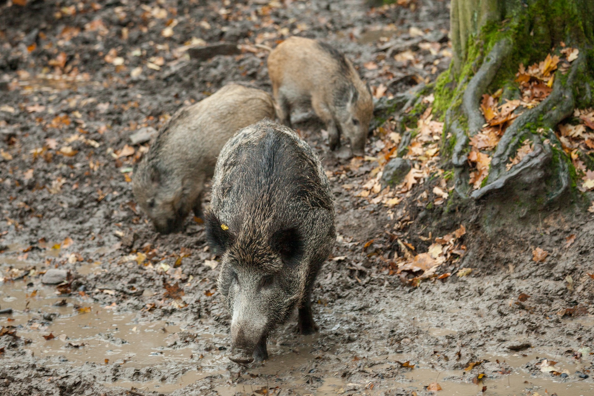 Gmina Dzikowiec. Koła łowieckie odrzucają stare wzory wniosków o szacowanie szkód wyrządzonych przez dzikie zwierzęta - Zdjęcie główne