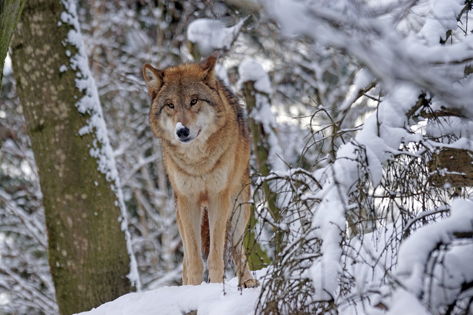 Radni z gminy Dzikowiec mówią o wilkach, które zaczęły pojawiać się w Osiej Górze i Dzikowcu - Zdjęcie główne