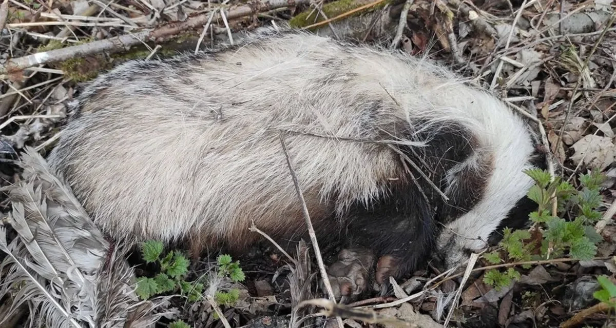 Makabryczne odkrycie na Podkarpaciu. Niedaleko drogi odnaleziono zabite zwierzęta - Zdjęcie główne